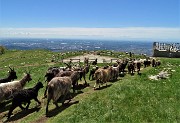 62 Capre orobiche di pascolo in pascolo in lunga fila